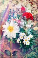 FOTOTAPETA KWIATY ŁĄKA LIŚCIE CZERWONE KWIATY