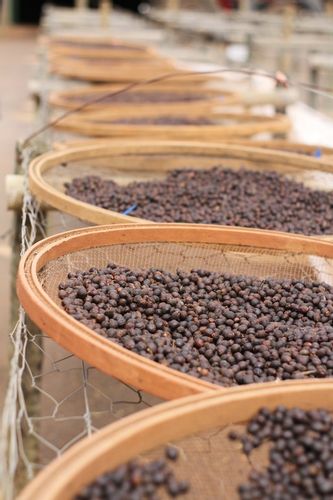 KAWA ZIARNISTA 2kg BRAZYLIA blend ŚwieżoPalona do KAW MLECZNYCH do EKSPRESU na Arena.pl