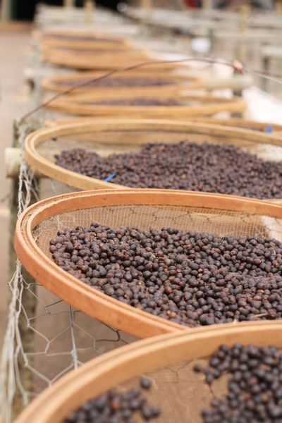 KAWA ZIARNISTA 2kg BRAZYLIA blend ŚwieżoPalona do KAW MLECZNYCH do EKSPRESU zdjęcie 4