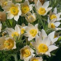 Sasanka zwyczajna PINWELL WHITE Biały kwiat