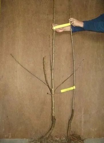 GRUSZA KRÓLEWSKA  słodkawo - winna - sadzonki 50 / 90 cm na Arena.pl