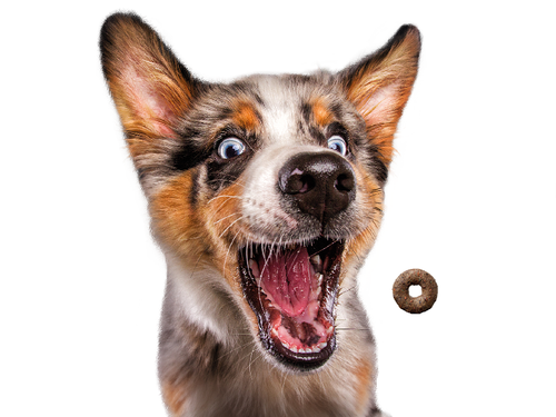 josera loopies jagnięcina 150g na Arena.pl