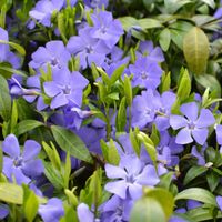 Barwinek pospolity Vinca Zadarniający Do cienia Sadzonki w doniczkach P9