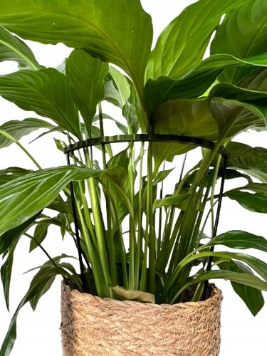 Podpórki do roślin kwiatów podpora podpórka obejma RING ŁĄCZONY 2w1 L 50/21 na Arena.pl