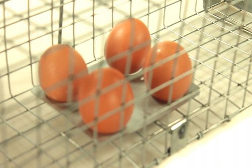 żywołapka pułapka na szczury gryzonie duża łapka na Arena.pl