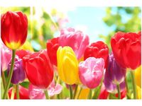 60X40CM ŻÓŁTY TULIPAN OBRAZ