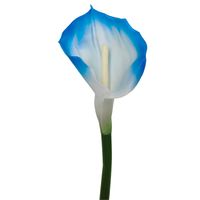 Calla pojedyncza gumowana new blue