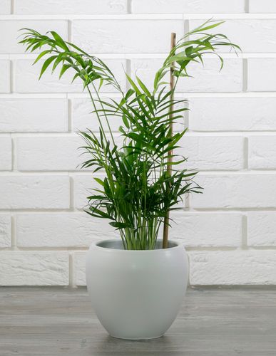 DONICA LEON ceramiczna biała śr. 16cm na Arena.pl