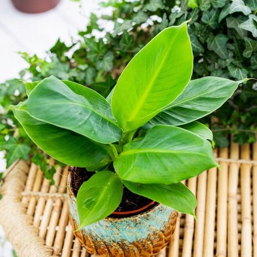 Musa Dwarf 'Cavendish' Bananowiec - EGZOTYCZNY BANAN W DOMU - Duże Liście na Arena.pl