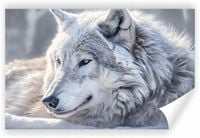 Fototapeta PREMIUM STRUKTURA ZMYWALANA tapeta NA WYMIAR wilk w śniegu HD