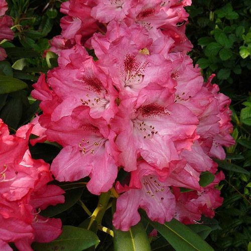 Różanecznik Sneezy C3 E na Arena.pl