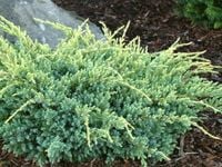 Jałowiec łuskowaty HOLGER Złociste przyrosty P9