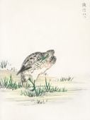 Plakat 75x100cm  Little Bittern, Kashu Japoński Vintage do Salonu