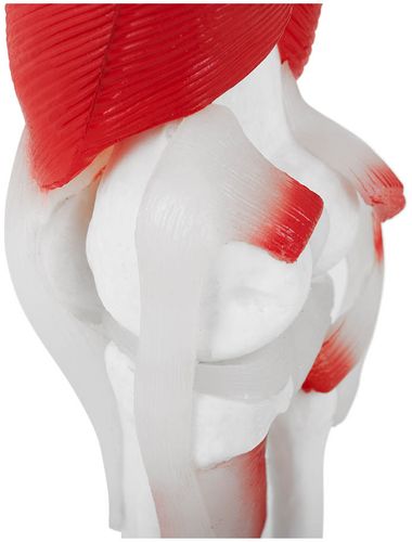 Staw kolanowy - model anatomiczny Physa PHY-KJ-2 na Arena.pl