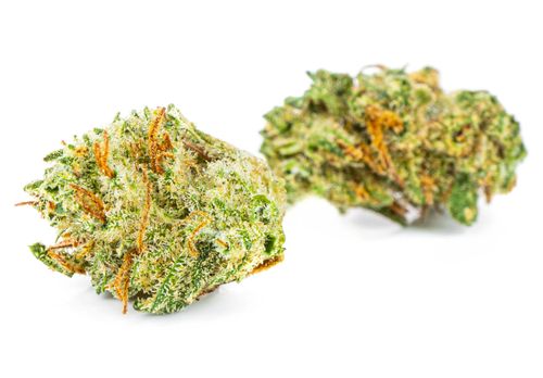 Susz konopny CBD | Amnesia Haze | HOLENDER | 1g na Arena.pl