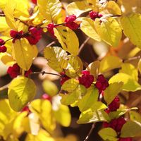 Śnieguliczka Chenaulta Żółta złota (Symphoricarpos ×chenaultii) Poj. 2.0L