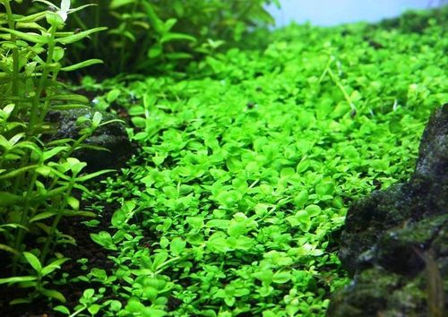 Zestaw roślin łatwych w uprawie 3 plany + GRATIS na Arena.pl