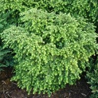 Choina kanadyjska JEDDELOH Miniatura Na skalniak Na bonsai Sadzonki C2