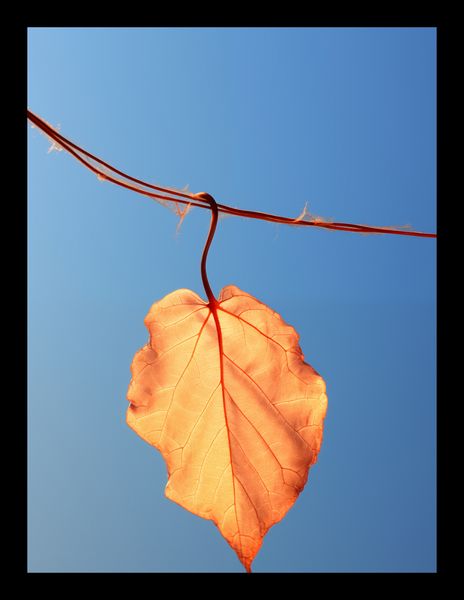 Plakat 15x20cm Ostatni Liść zdjęcie 2