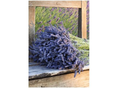 100 70CM OBRAZ PŁÓTNO BUKIET LAWENDY PŁÓTNO RAMA na Arena.pl