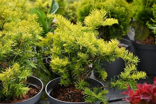 Cis pospolity Summergold - Taxus baccata na Arena.pl