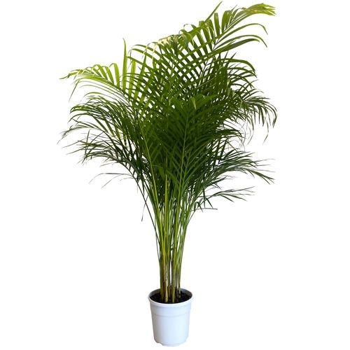 PALMA AREKA (ARECA) 140 cm na Arena.pl