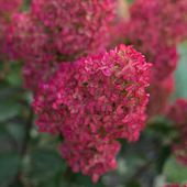 Hortensja bukietowa Wim's Red - Królowa ogrodu o krwisto czerwonych