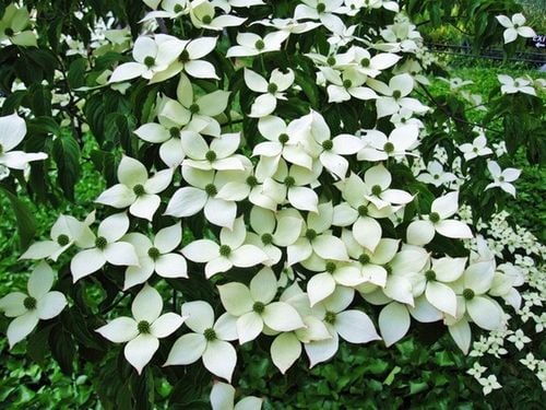CORNUS KOUSA VAR. CHINENSIS DEREŃ KOUSA ODMIANA CHIŃSKA na Arena.pl