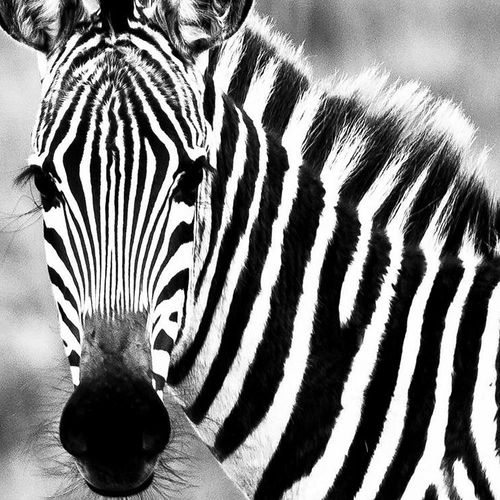 Obraz na płótnie – Canvas, ciekawska zebra 40x60 na Arena.pl