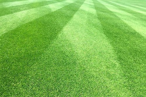 Saletrzak 25kg Nawóz azotowy na trawnik warzywa na Arena.pl