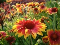 GAILARDIA Kobold - sadzonki 10 / 20 cm