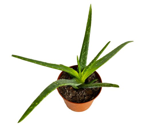 Aloes ALOE VERA 45 cm na Arena.pl
