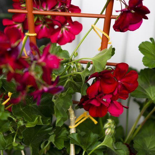 Sznurek bawełniany żółty 2mm/55 m/100 g na Arena.pl