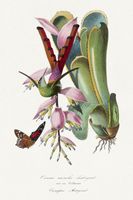 Plakat 61x91,5cm Koliber, Paul Gervais Vintage do Salonu