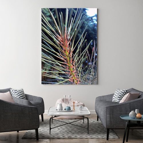 Obraz na płótnie – Canvas, sosnowe igły 80x120 na Arena.pl