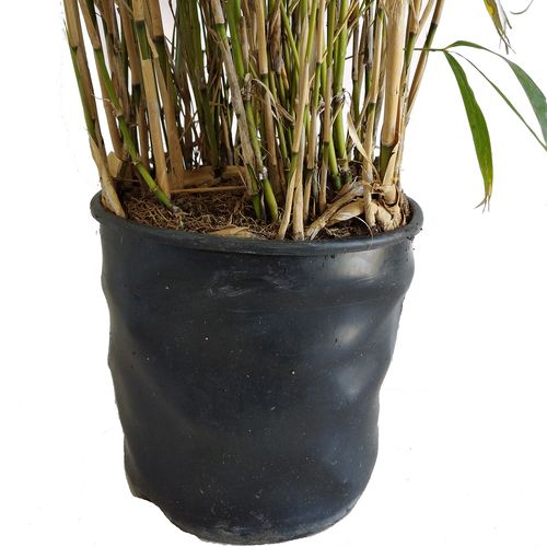 Bambus Phyllostachys aurea wys.140 cm na Arena.pl
