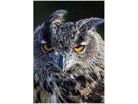 100 70CM OBRAZ PŁÓTNO SOWA FEANS PŁÓTNO RAMA