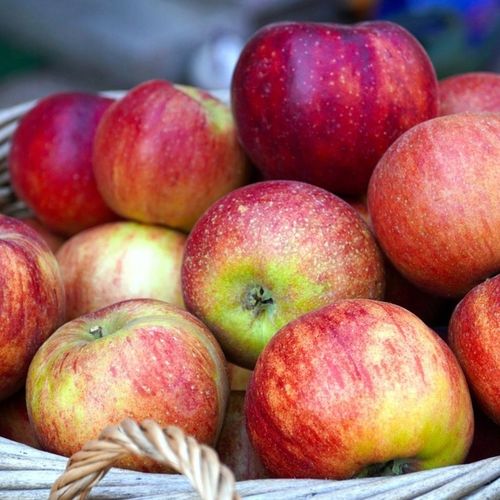 SADZONKI DRZEWKA OWOCOWE JABŁOŃ LOBO PYSZNA DESEROWA KRUCHE OWOCE na Arena.pl