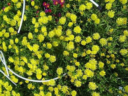 Delosperma Solstice Yellow - Delosperma cooperi na Arena.pl