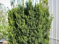 Cis pośredni HILLII Żywopłot bez owoców Męski