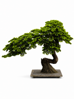 Sztuczne drzewko bonsai 150 x 200 cm - realistyczne Premium dom biuro salon