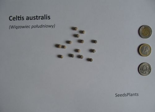 WIĄZOWIEC POŁUDNIOWY Celtis australis - NASIONA 60 sztuk - 10g. na Arena.pl