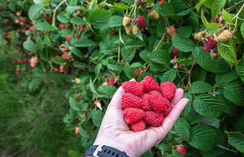 LINIA KROPLUJĄCA NAWADNIANIE KROPELKOWE 50m+ 56el. WĄŻ KROPELKUJĄCY MOCNY na Arena.pl