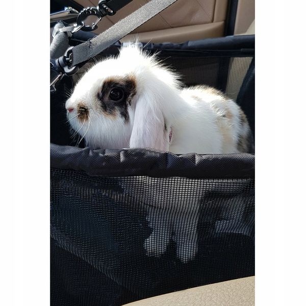 Transporter dla Psa Torba na Siedzenie Samochodu zdjęcie 4