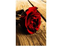 40X60CM RÓŻA SEPII OBRAZ