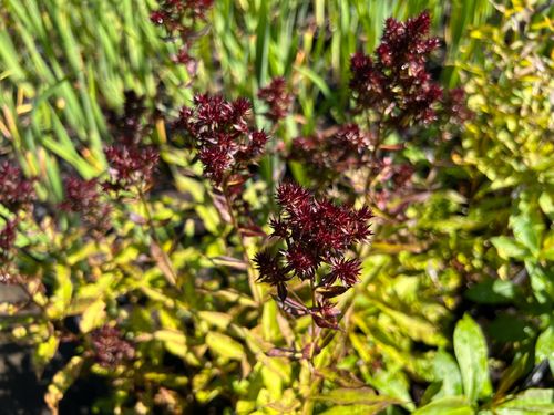 Floks wiechowaty 'Blind Lion' NOWOŚĆ (Phlox paniculata) Doniczka 2.0L na Arena.pl