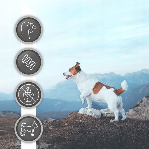 RAW PALEO ULTRA TURKEY ADULT MINI 2kg-sucha karma indyk dla psów ras małych na Arena.pl