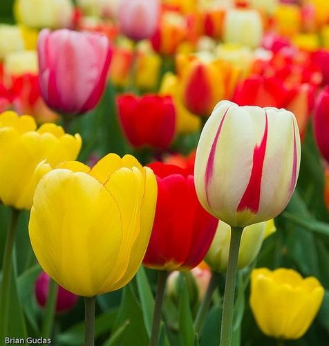 TULIPAN MIX MIESZANKA KOLORÓW cebulki 100 szt. + PREZENT na Arena.pl