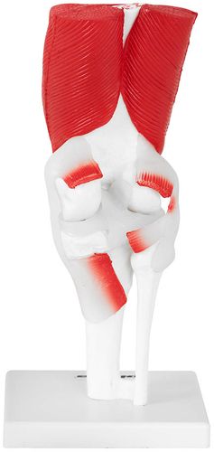Staw kolanowy - model anatomiczny Physa PHY-KJ-2 na Arena.pl