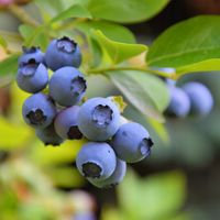 Borówka amerykańska wysoka BLUEGOLD Sadzonki 3-letnie Doniczka 2L